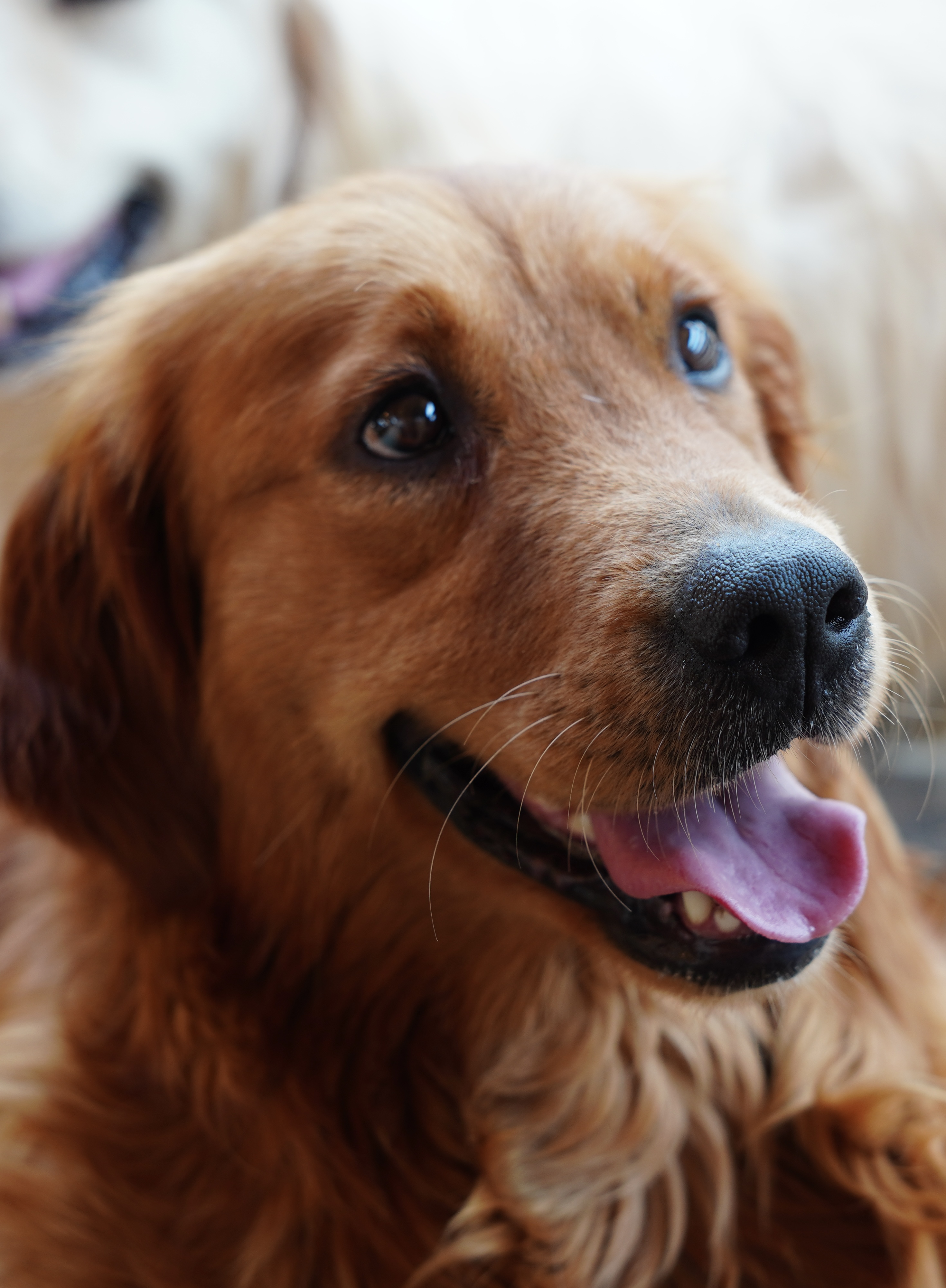 Ema, Golden Retriever, femelǎ, de la Pawz