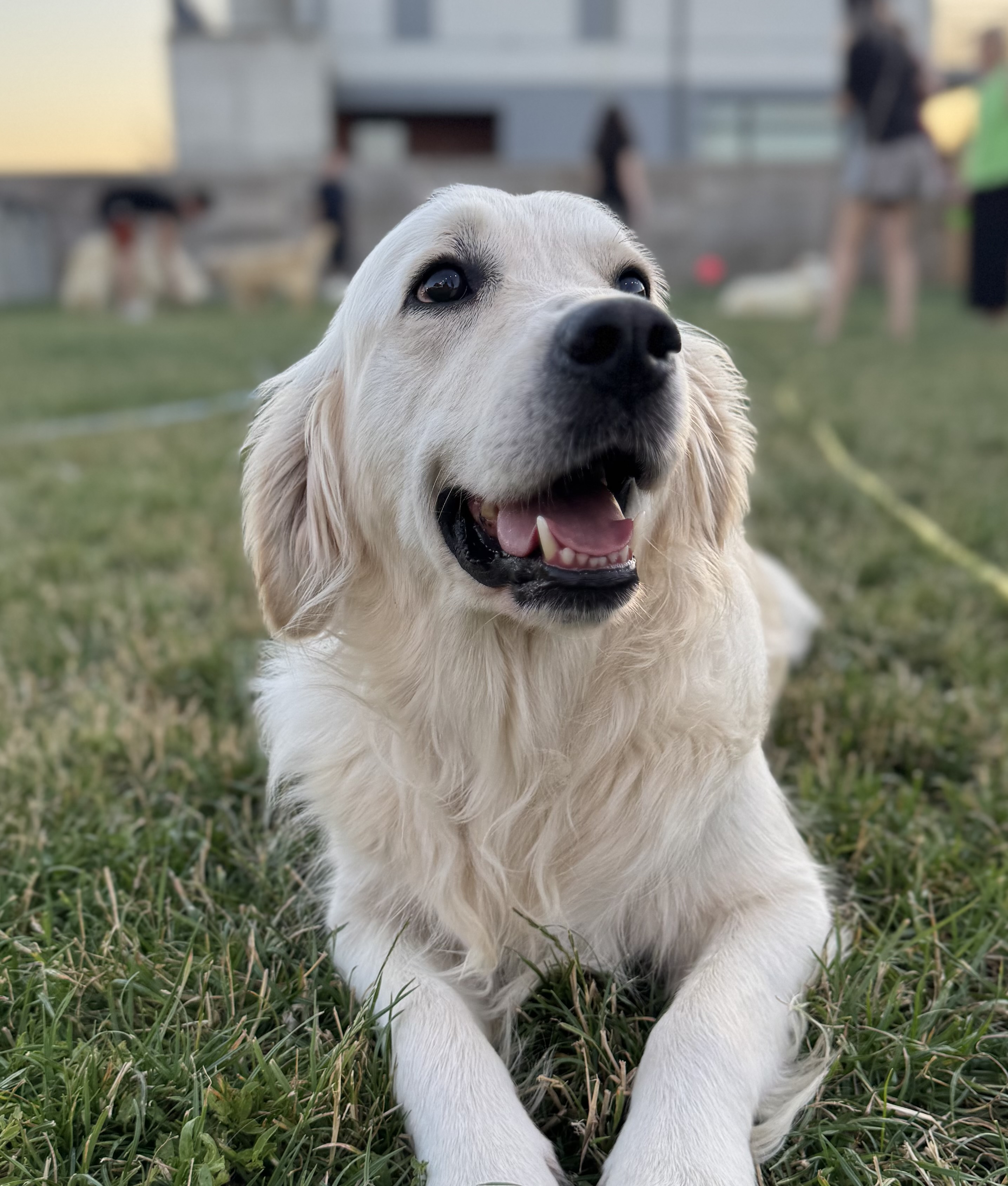 Leah, Golden Retriever, femelǎ, de la Pawz