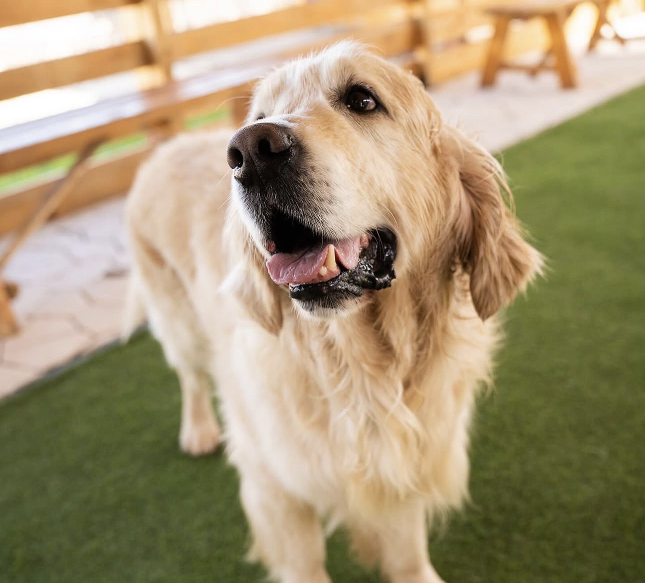 Hope, Golden Retriever, mascul, de la Pawz
